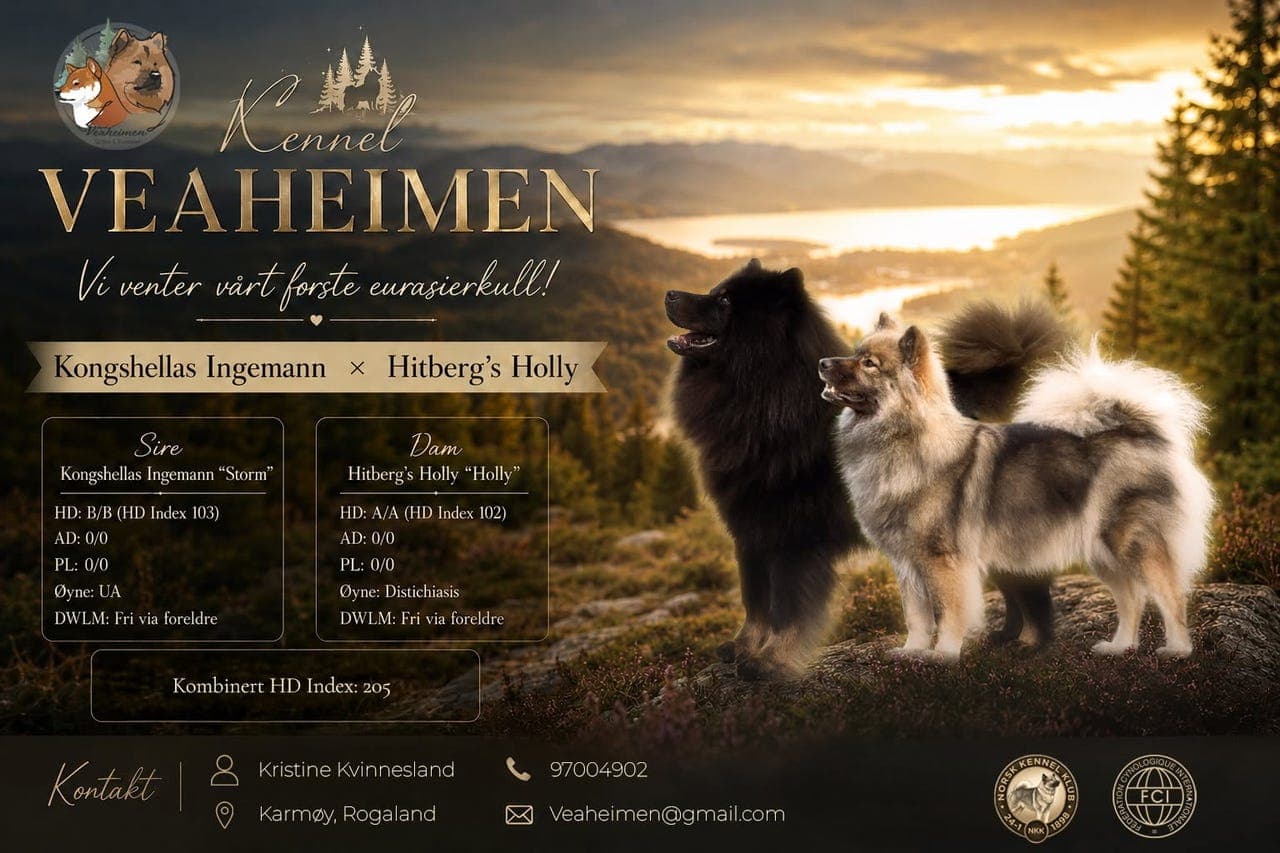 Forvert søkes til eurasier tispevalp 🐾