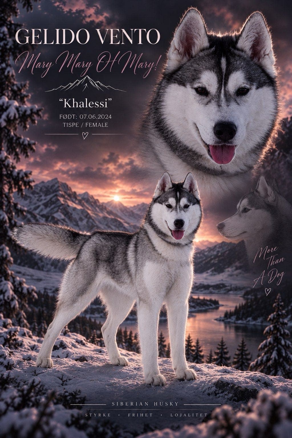Siberian Husky Tispe Vurderes omplassert