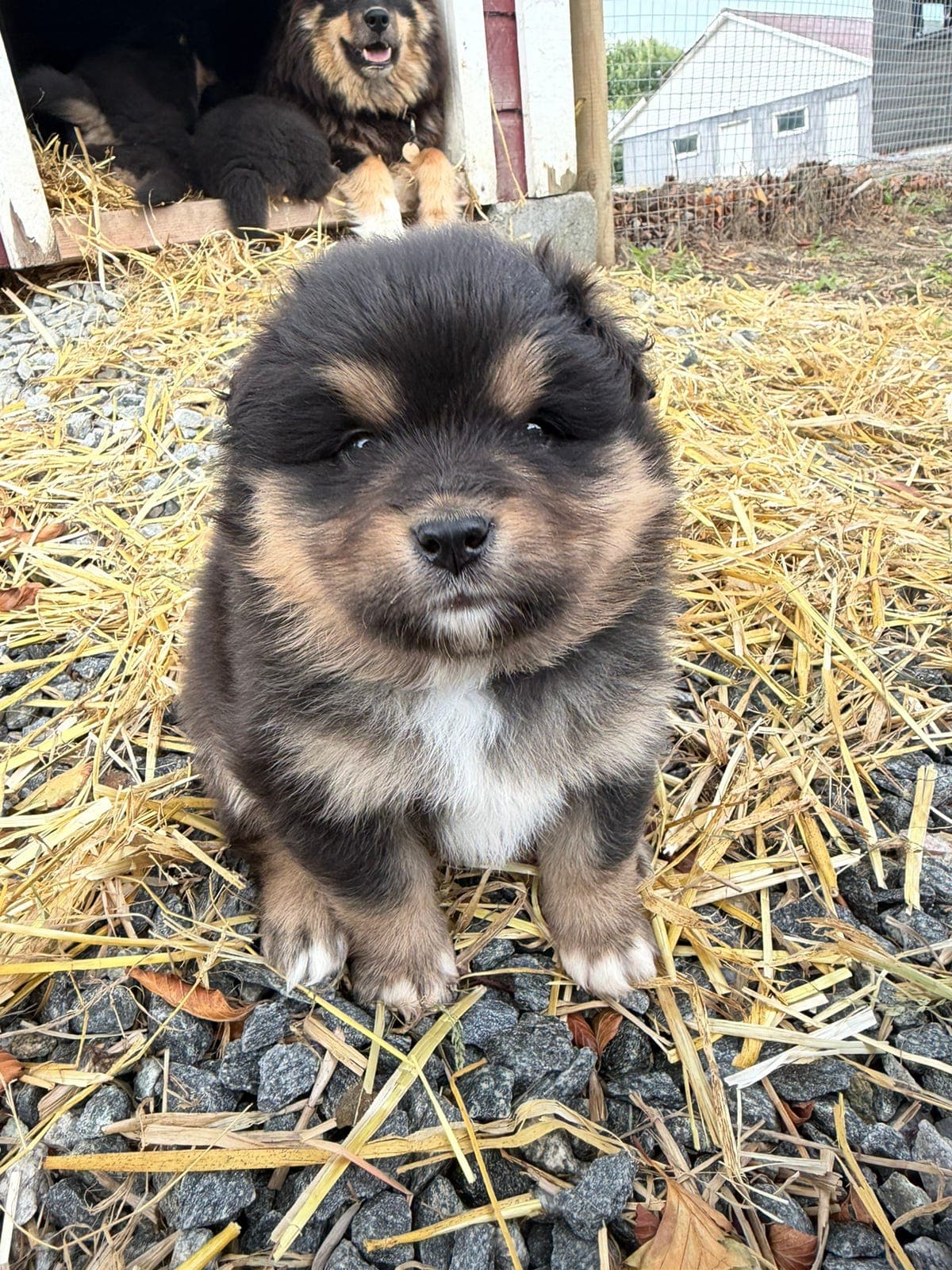Ledig finsk lapphund tispevalp