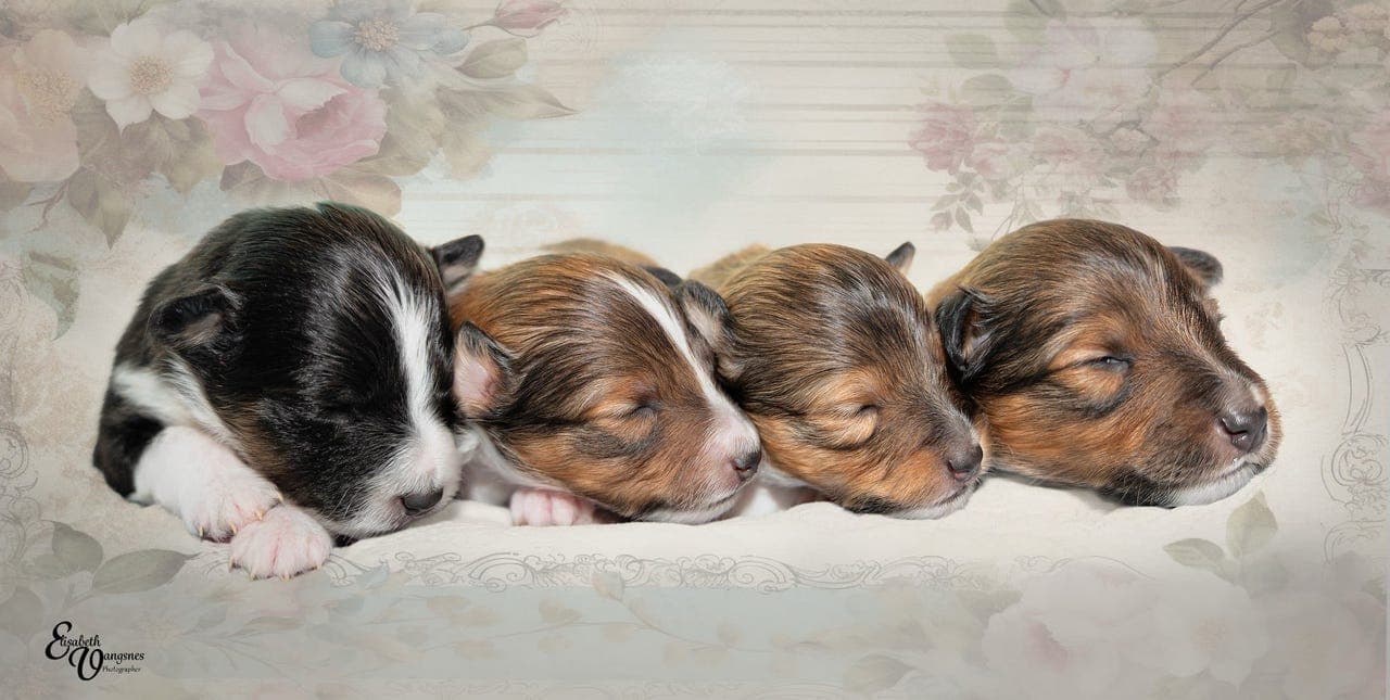 Shetland Sheepdog