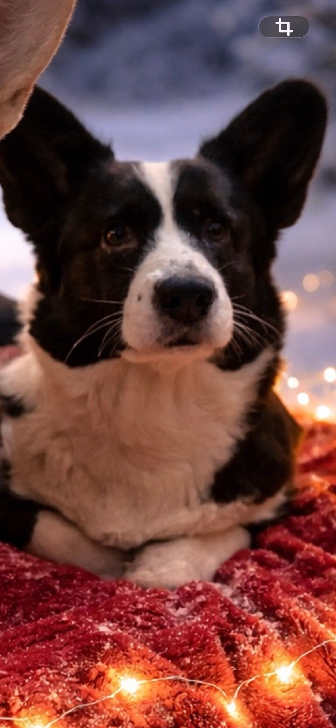 Welsh corgi cardigan