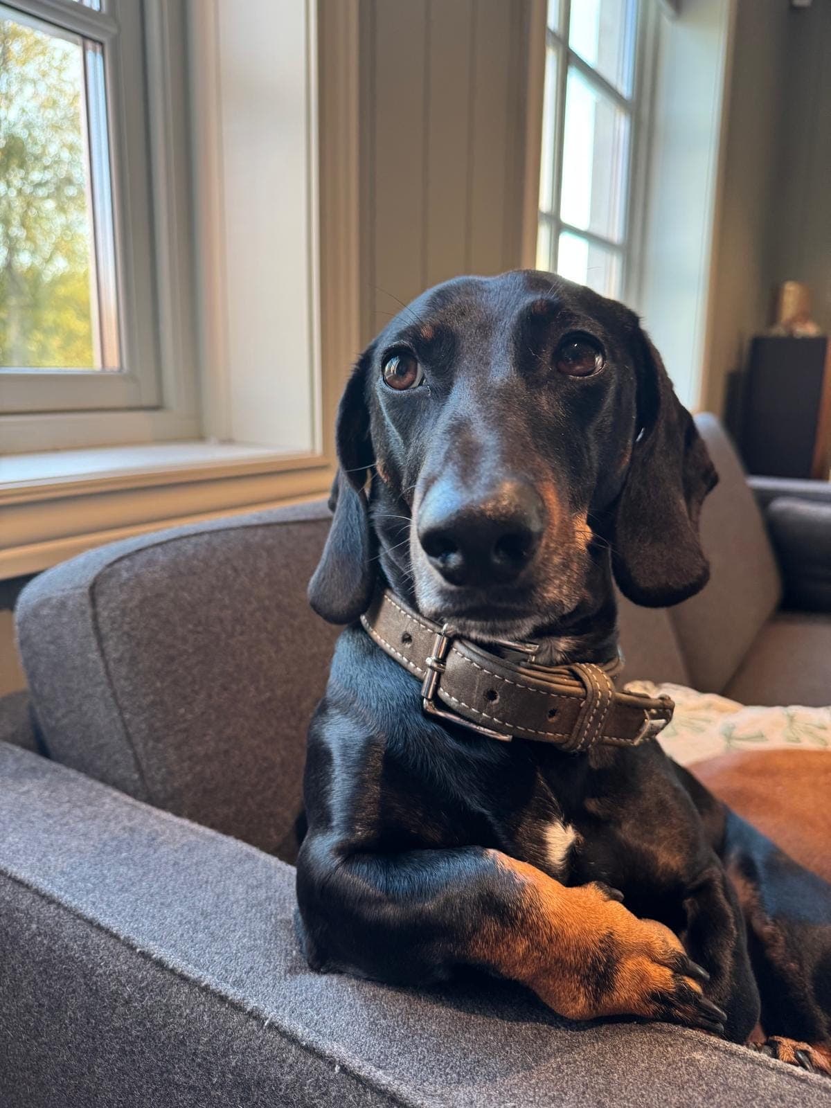 Godhjertede Enzo søker riktig hjem ❤️🐾