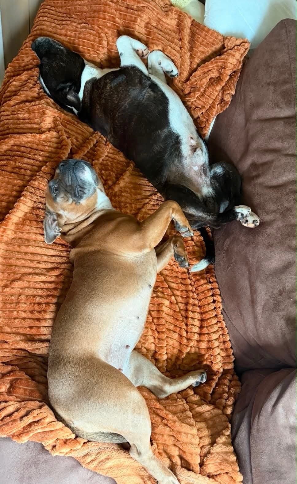 Staffordshire bullterriervalper ventes