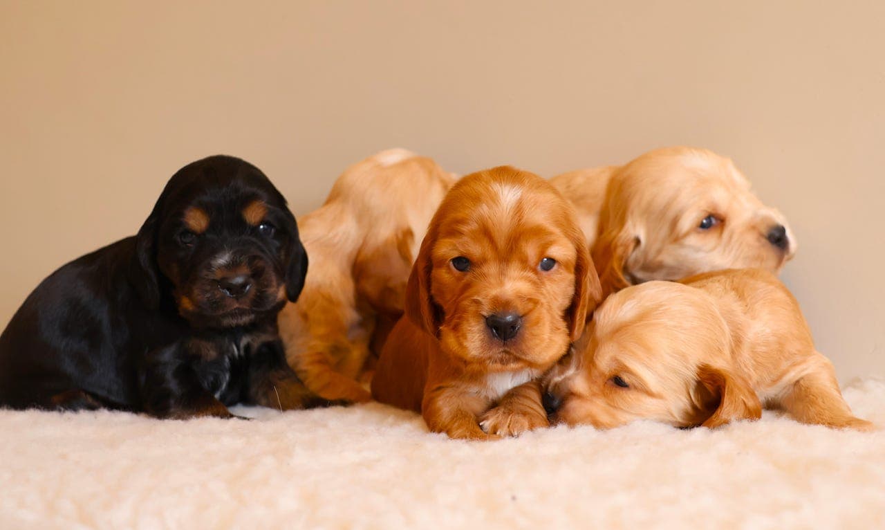 Engelsk Cocker Spaniel valper