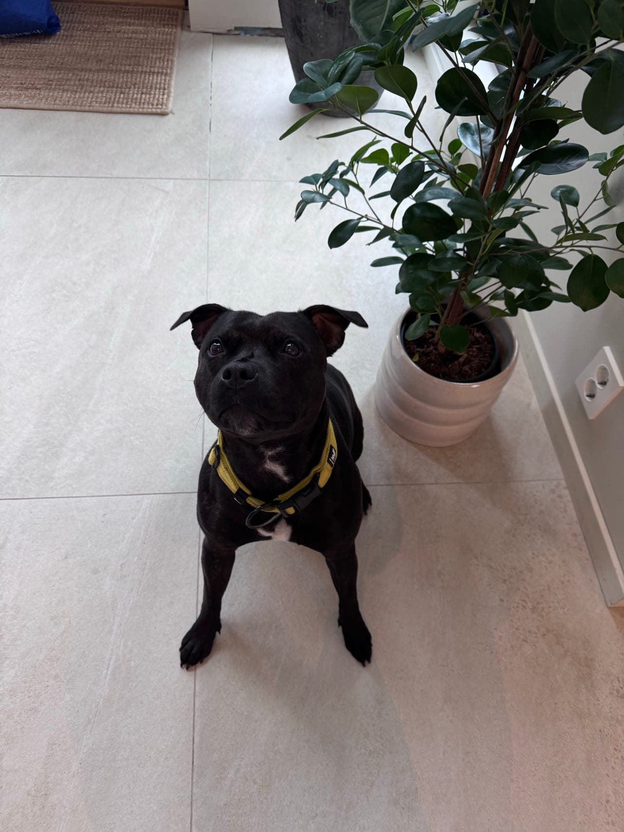 Staffordshire bull terrier