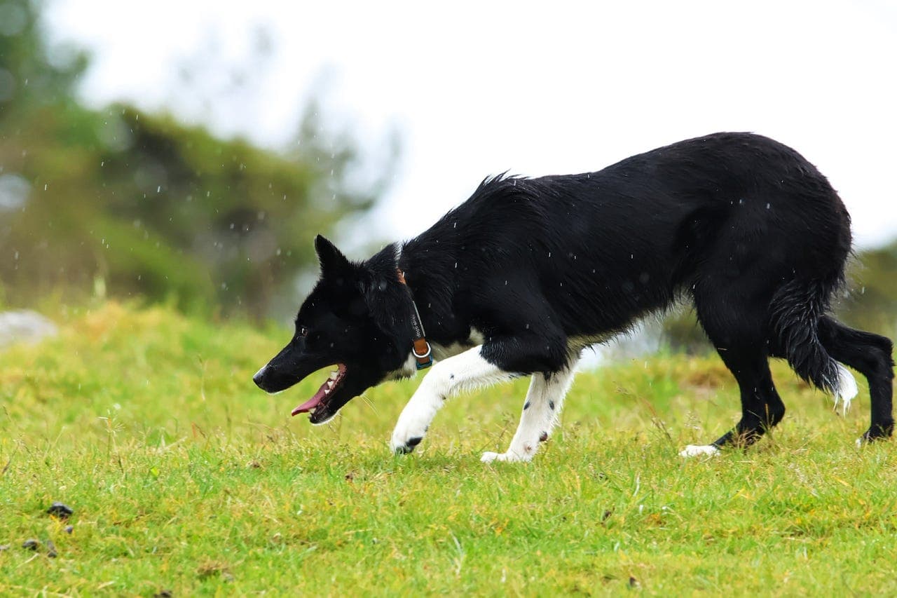 Påbegynt gjeterhund vurderes solgt