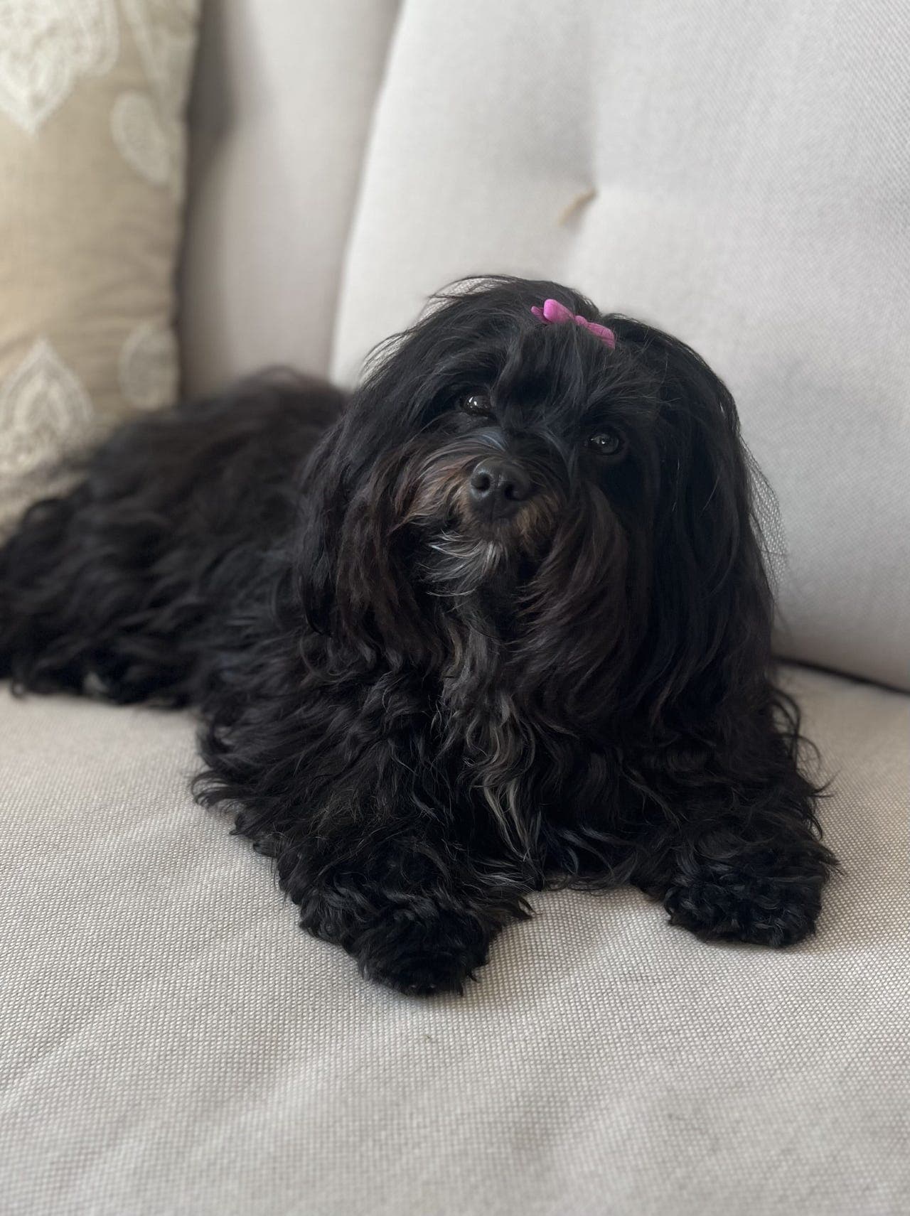 Bichon Havanais valper - Trøndelag