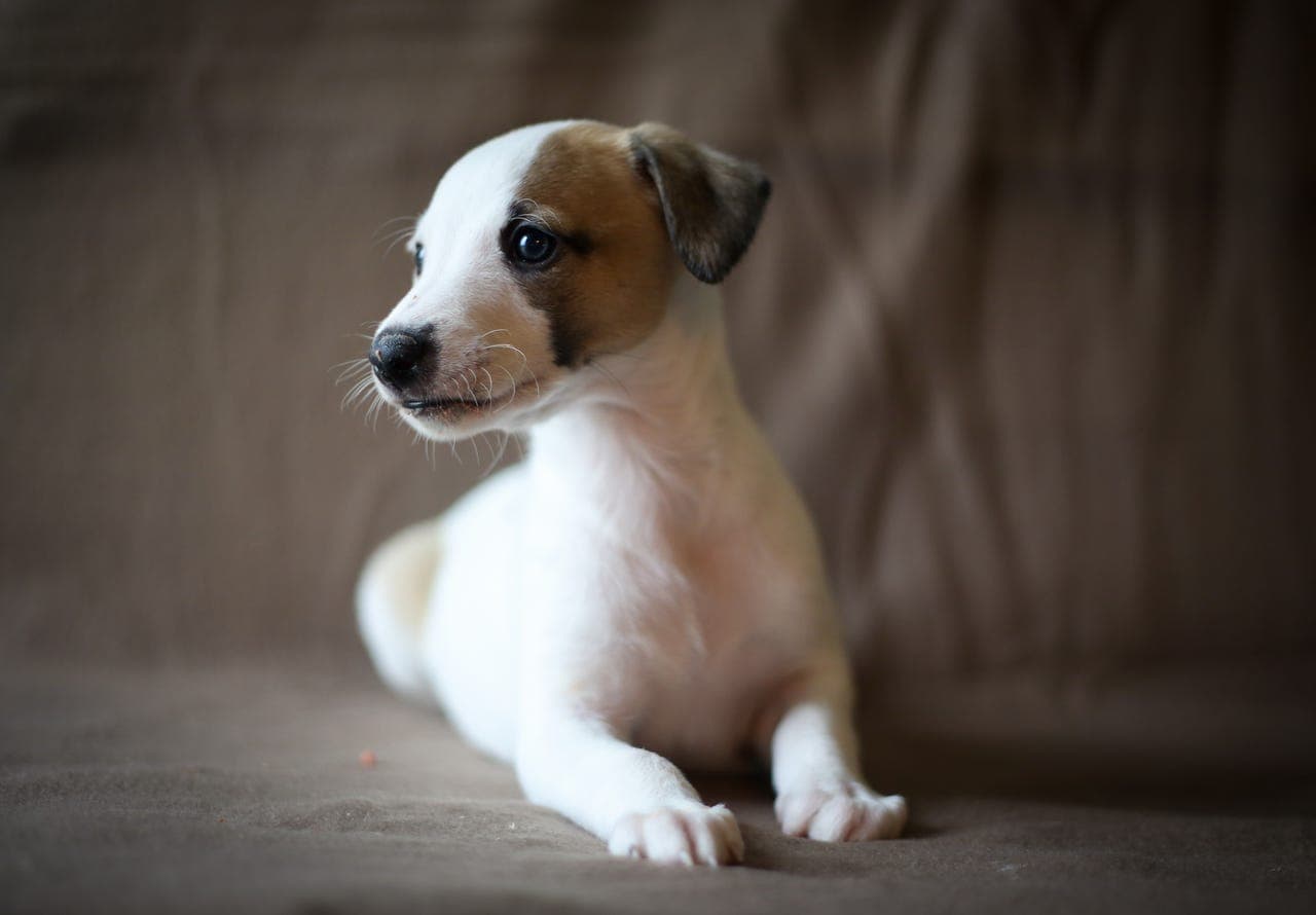 Vakre whippetvalper