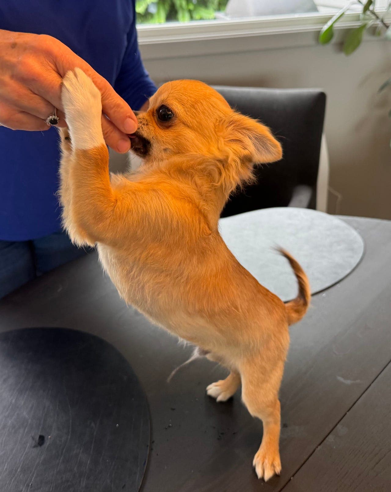 Nydelig NKK registrert Langhåret Chihuahuagutt