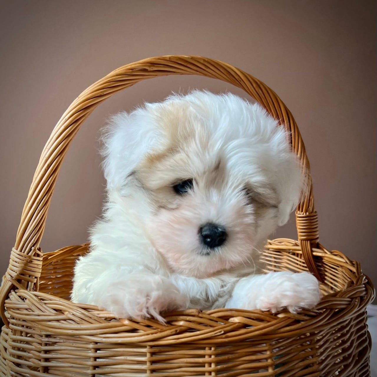 Coton de Tulear valp til salgs