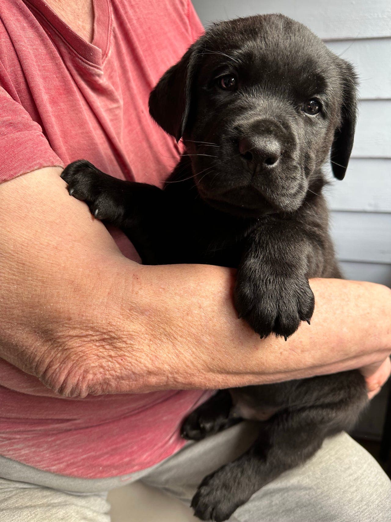 Labrador valper