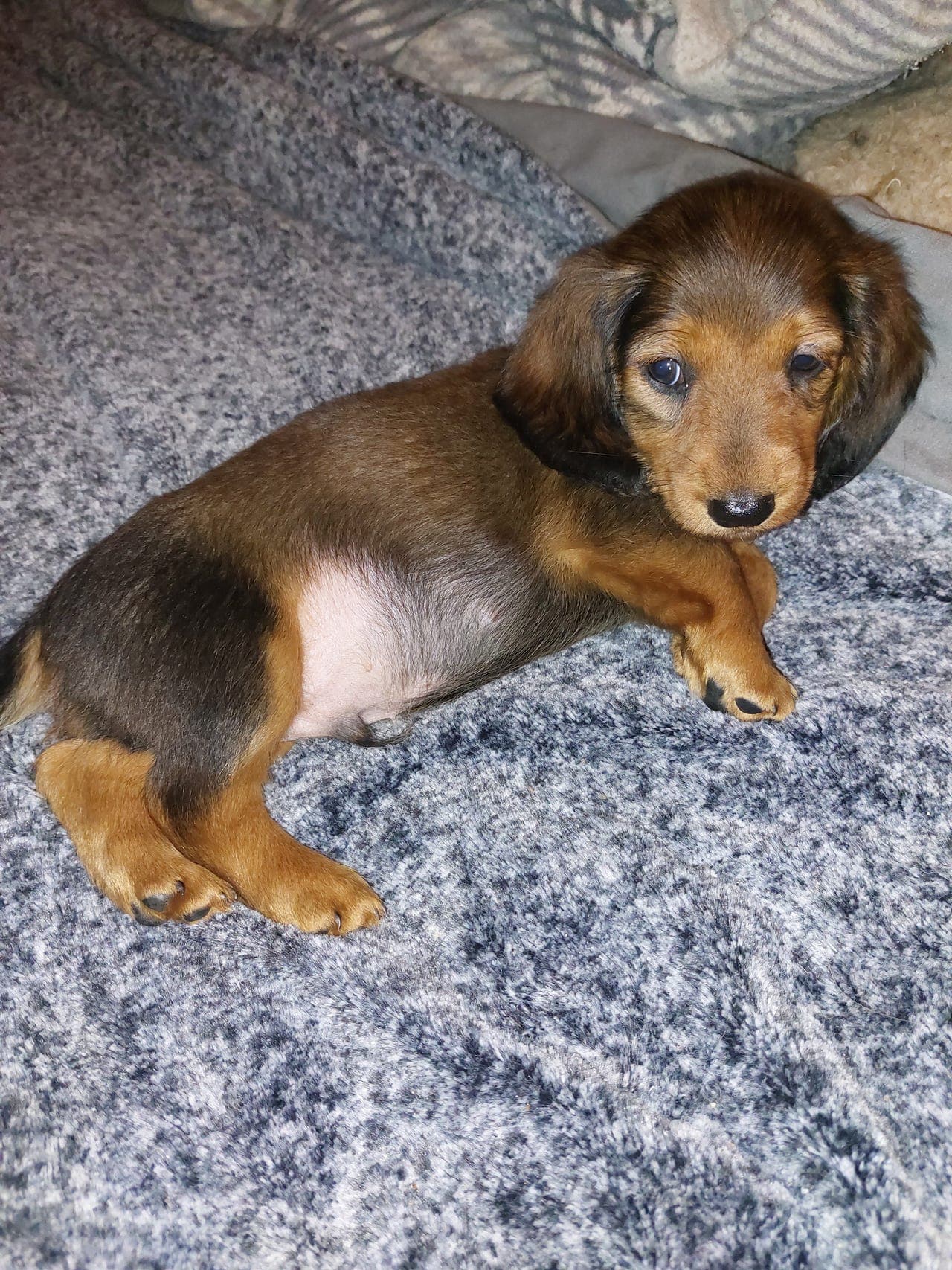 Standard  Dachsvalp  HUGO