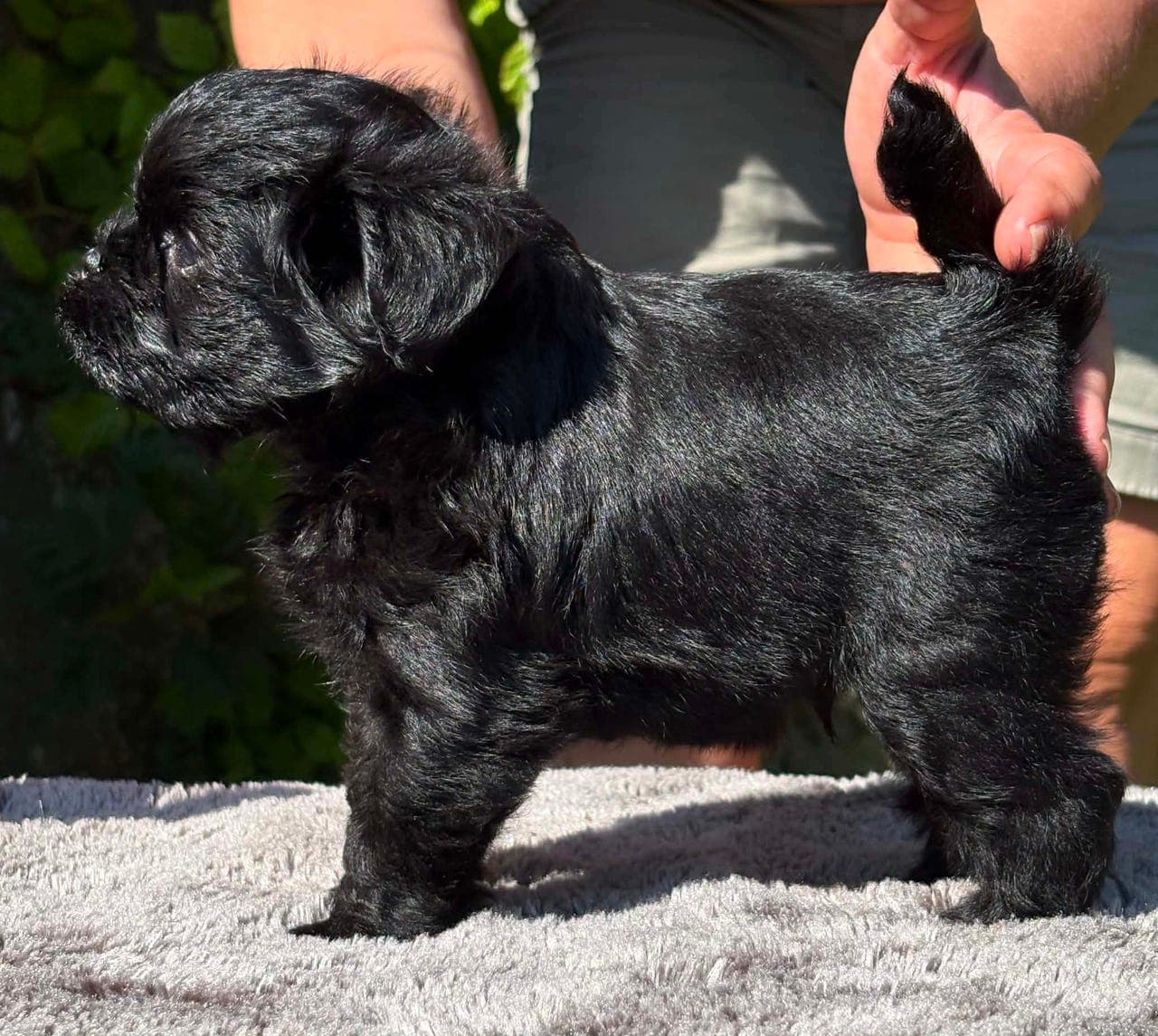 Affenpinscher valp for salg