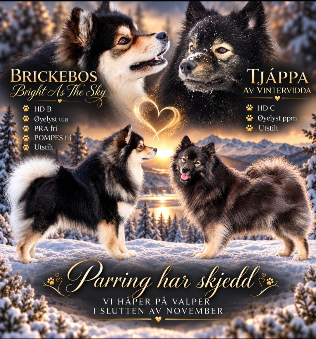 Vi håper på finsk lapphund valper I slutten av november