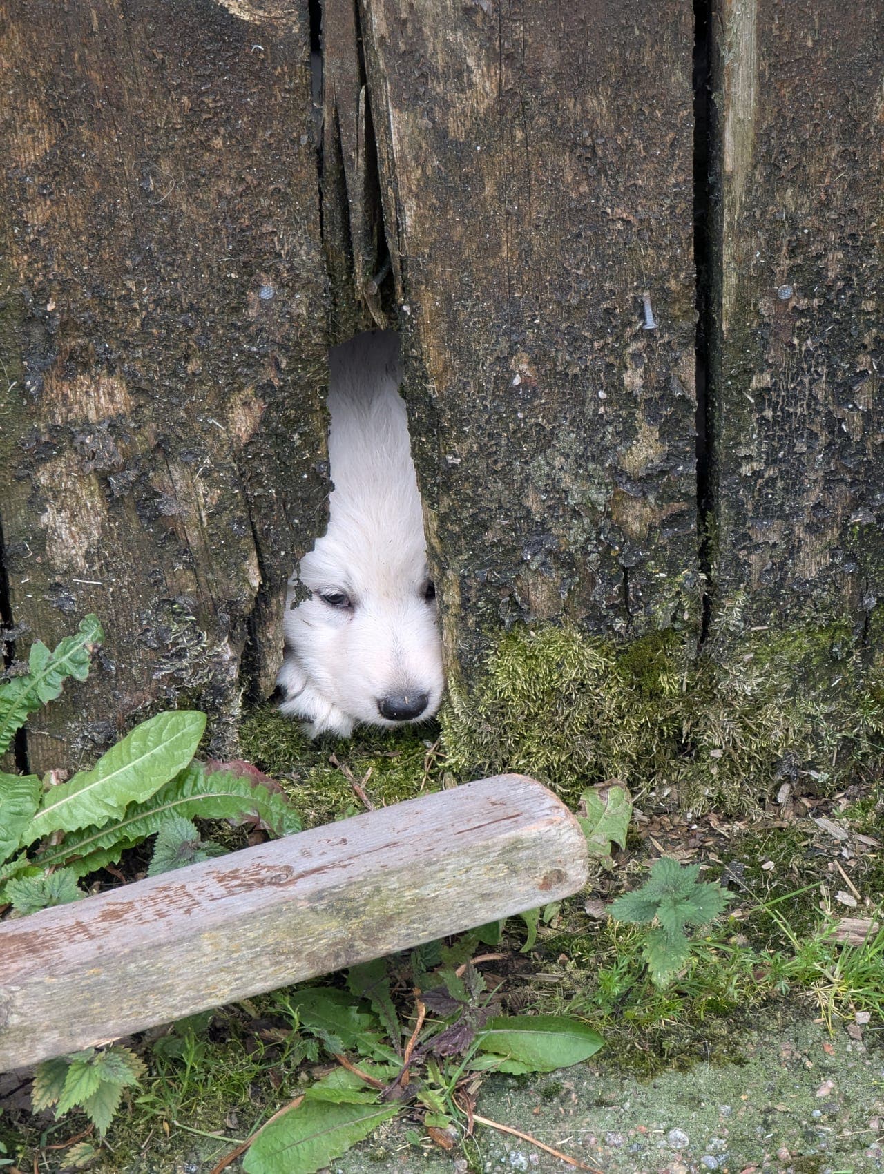 Hvit gjeterhund