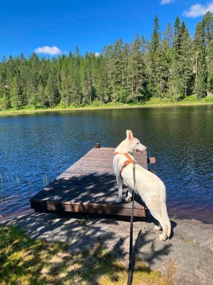 Hvit Gjeterhund jente på 21 mndr