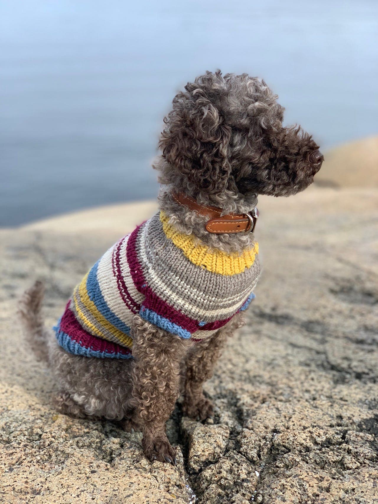 ToyPuddel 9 år vurderes omplassert til et rolig hjem❤️