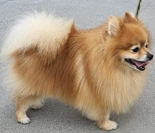 Royal Pomeranian