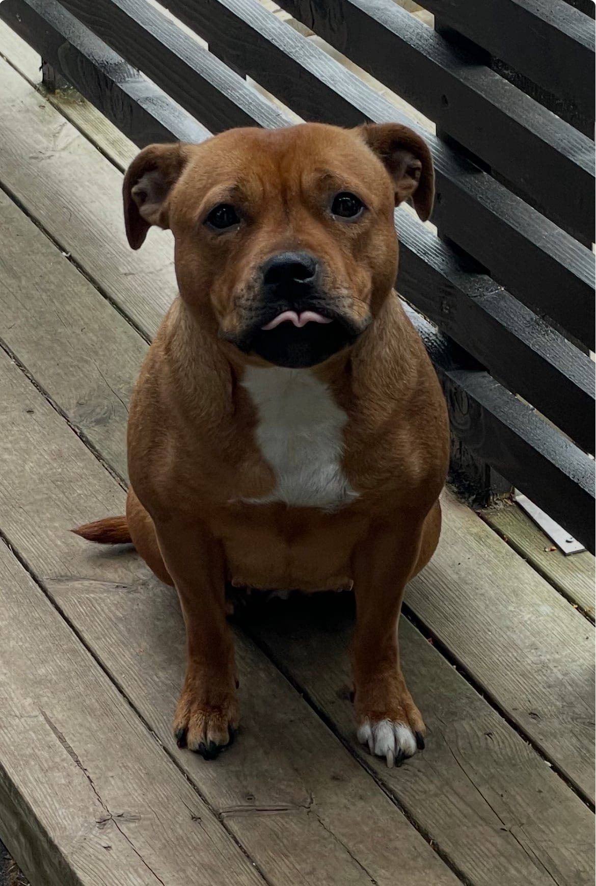 Staffordshire Bull Terrier Tispe