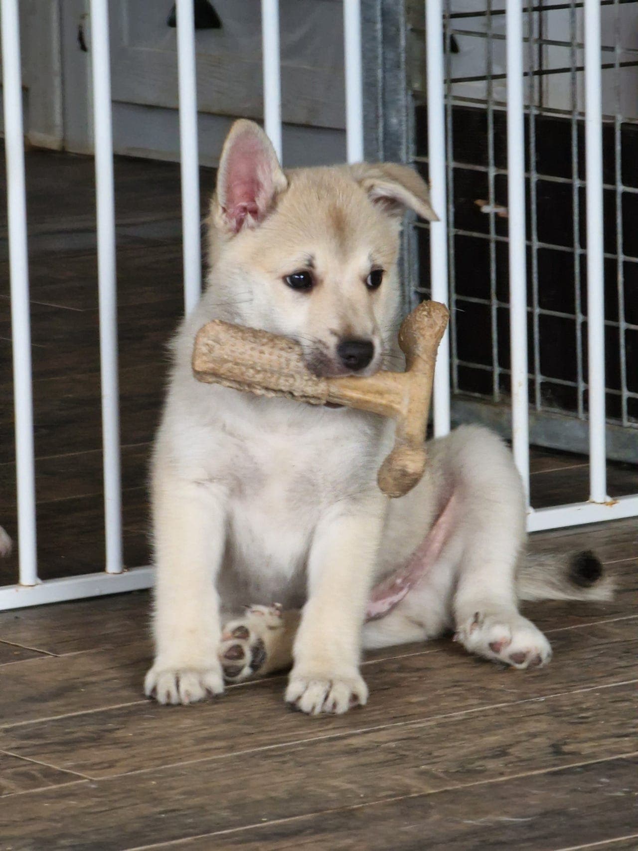 Forvært til Norsk Buhund