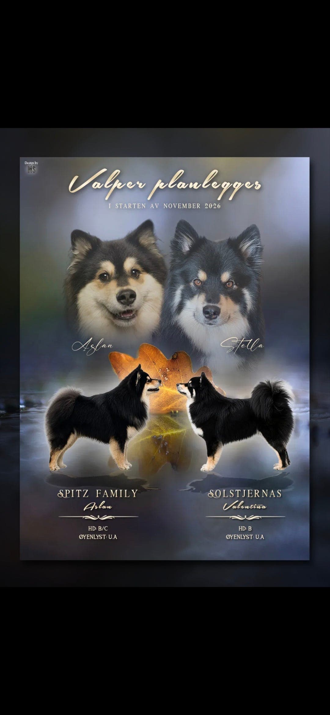 Finsk lapphund valper 🐶