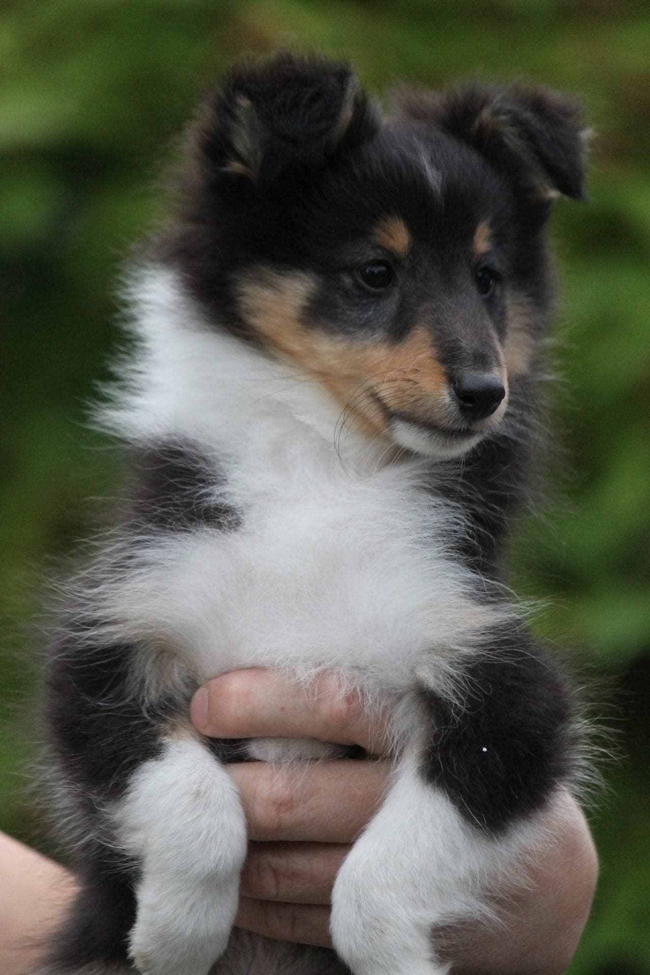 Nydelige shetland sheepdog valper selges til gode foralltid-hjem❤️