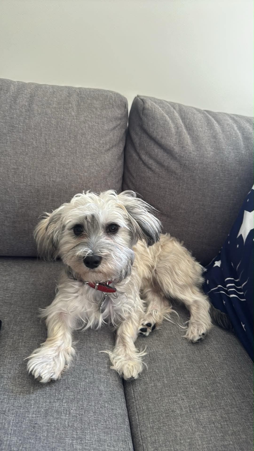 Nydelig Bichon Havanais»Lady»-jente på 6 måneder søker et kjærlig hjem