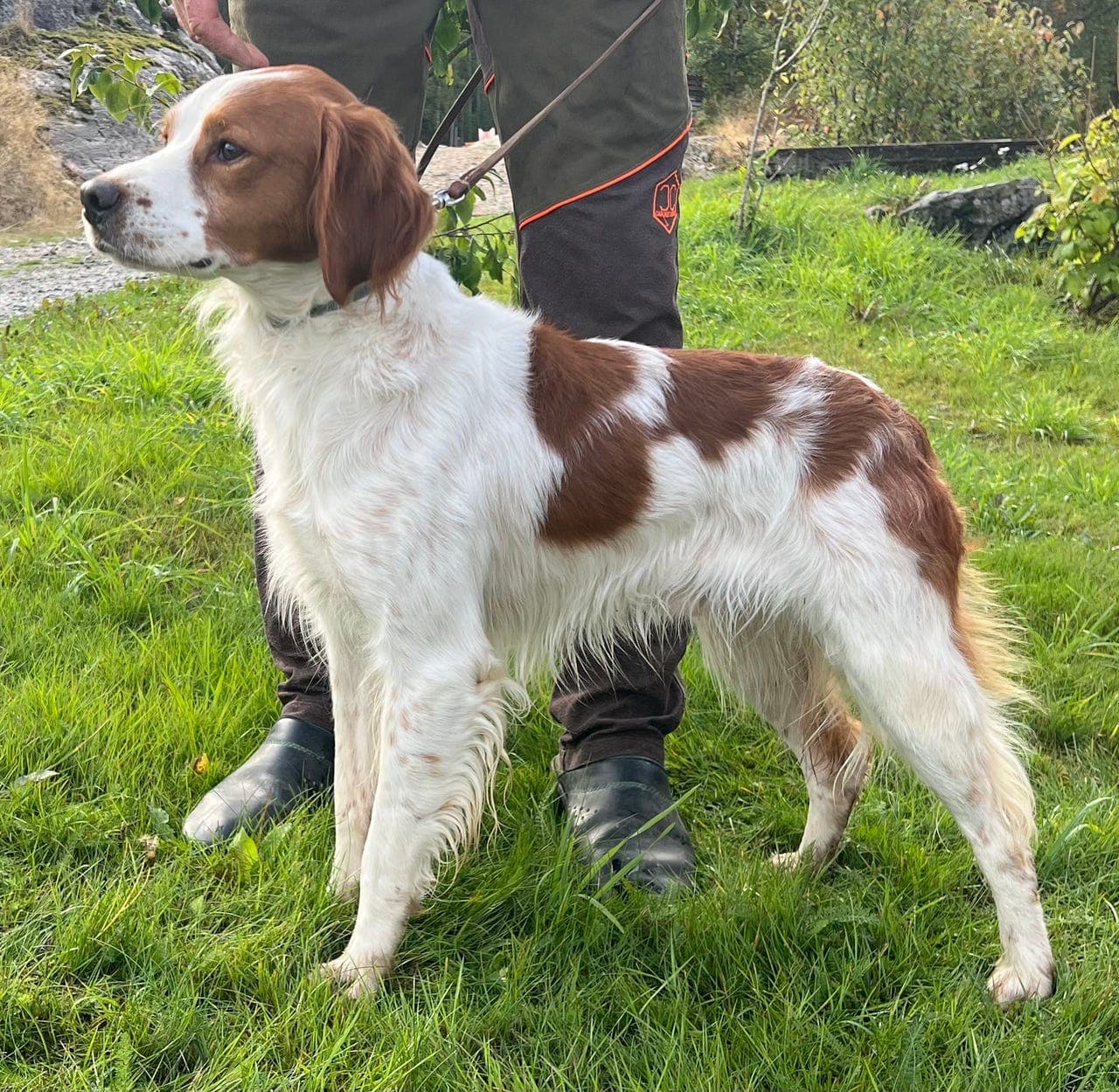 Breton hannhund