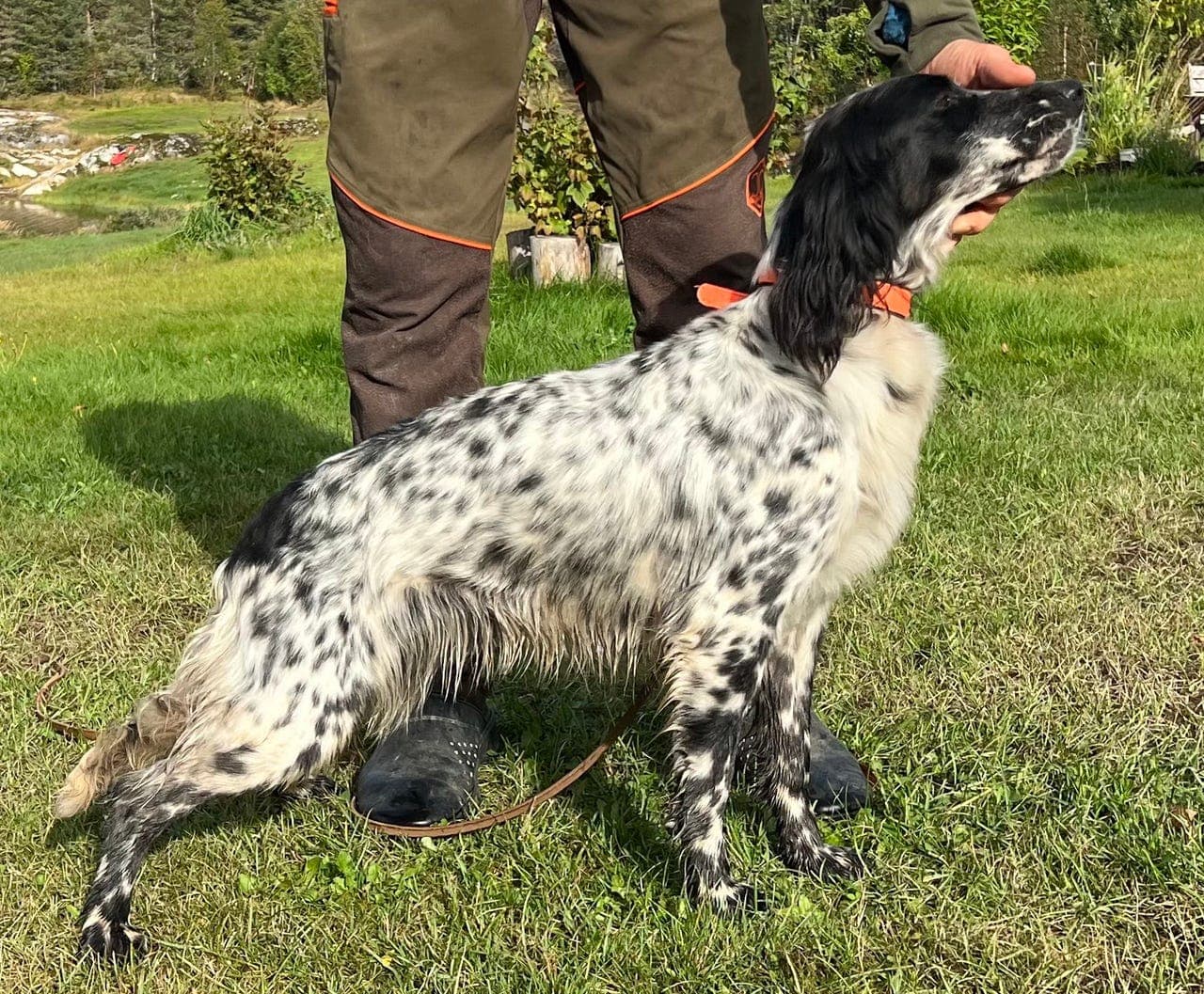 Engelsk setter tispe
