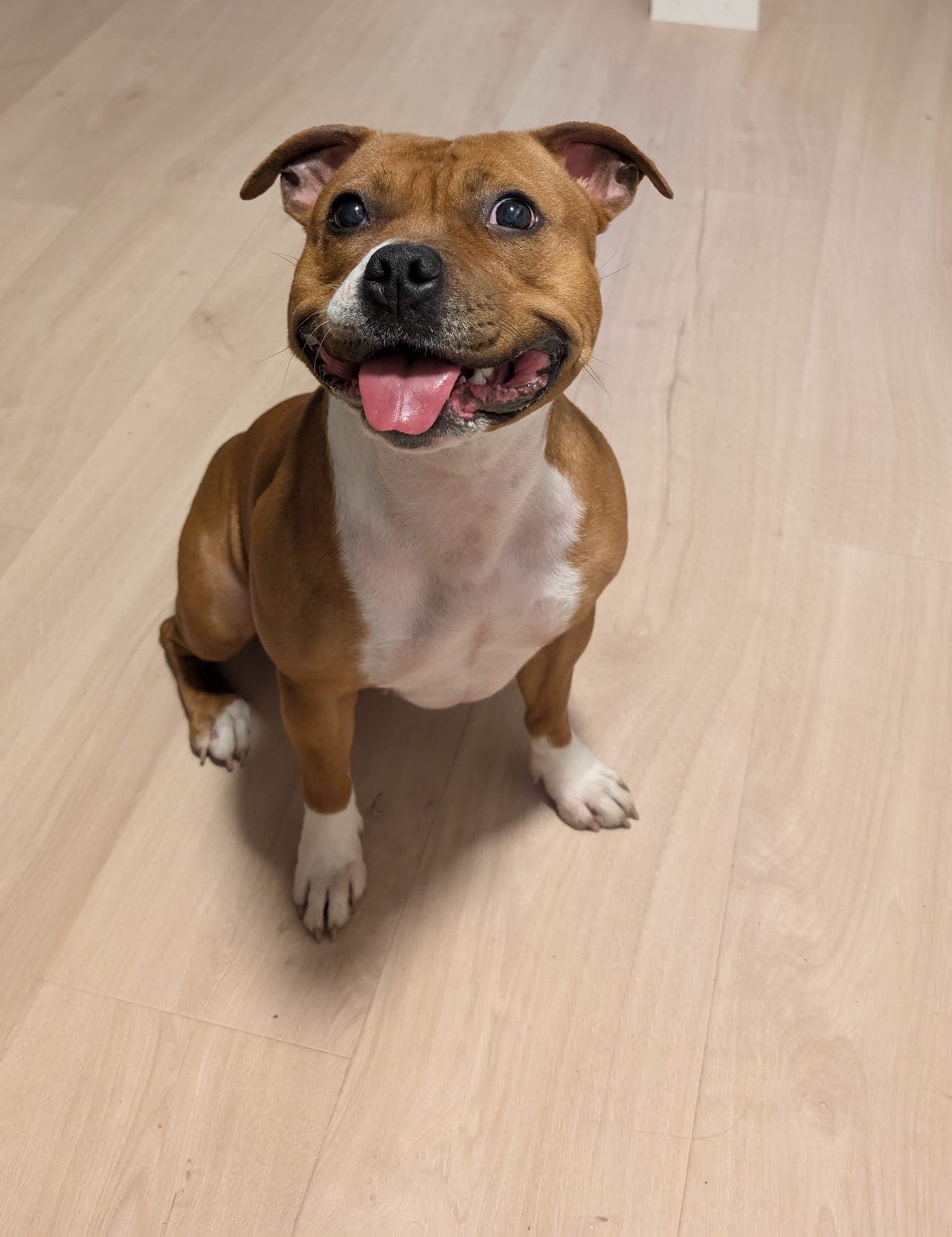 Snill staffy søker nytt hjem