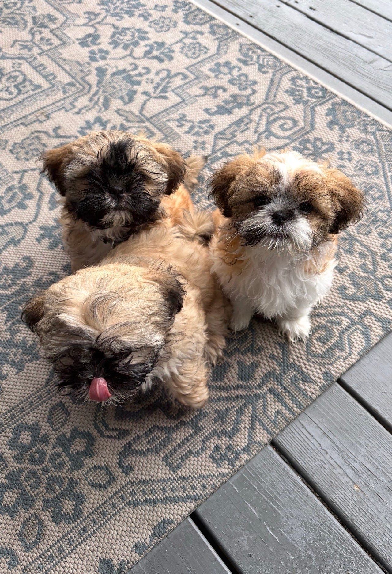 Leveringsklare Shih Tzu valper