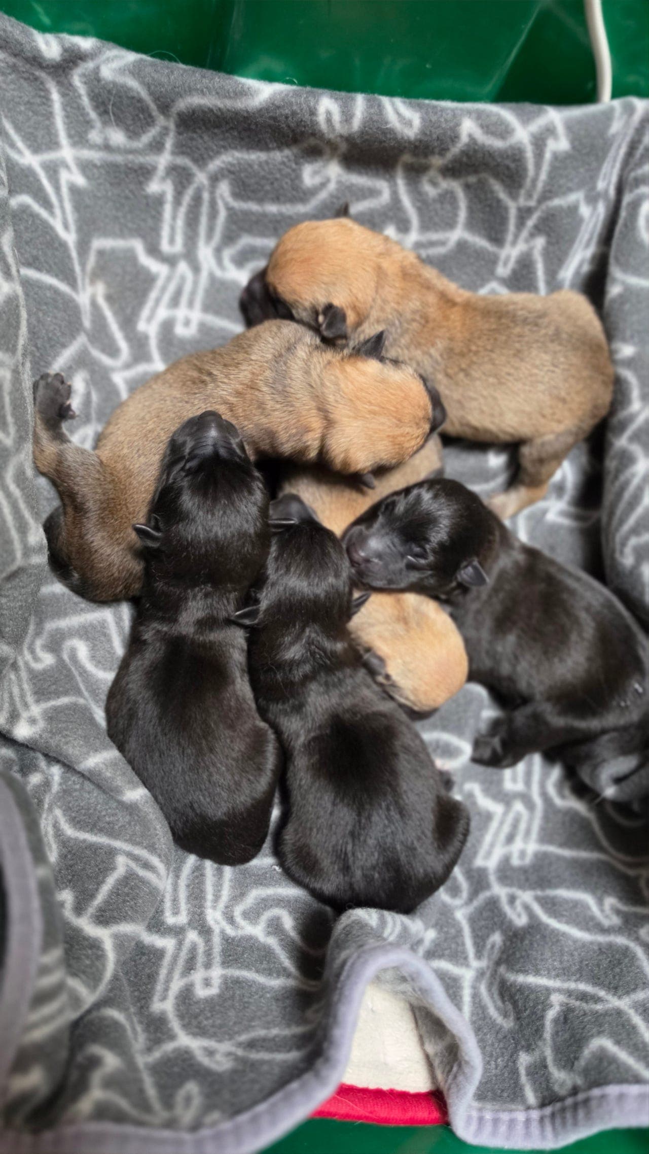 Norsk buhund valper - blakke og svarte
