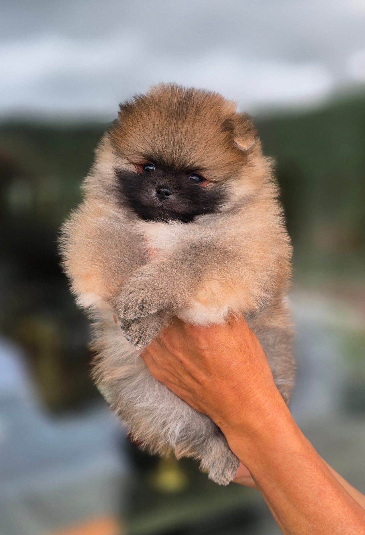 Nkk registrert pomeranian valper 2 tispe ❤️ 1 gutt 💙 3 mnd ❤️