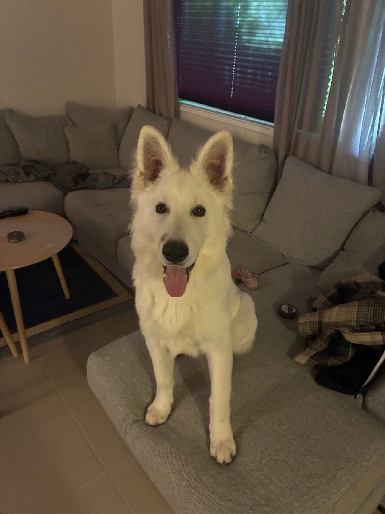 Hvit gjeterhund omplasseres