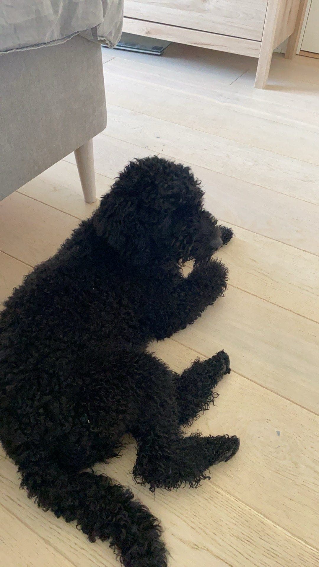 Små mellompuddelvalper ventes – kjærlige familiehjem søkes 🐾🤎