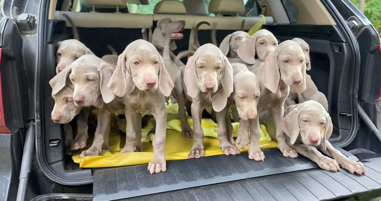 Nydelige Weimaraner-valper – kull «FIFA» Filii Artemesias (FCI)