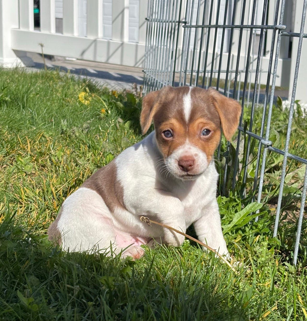 Dansk svensk Gårdshund