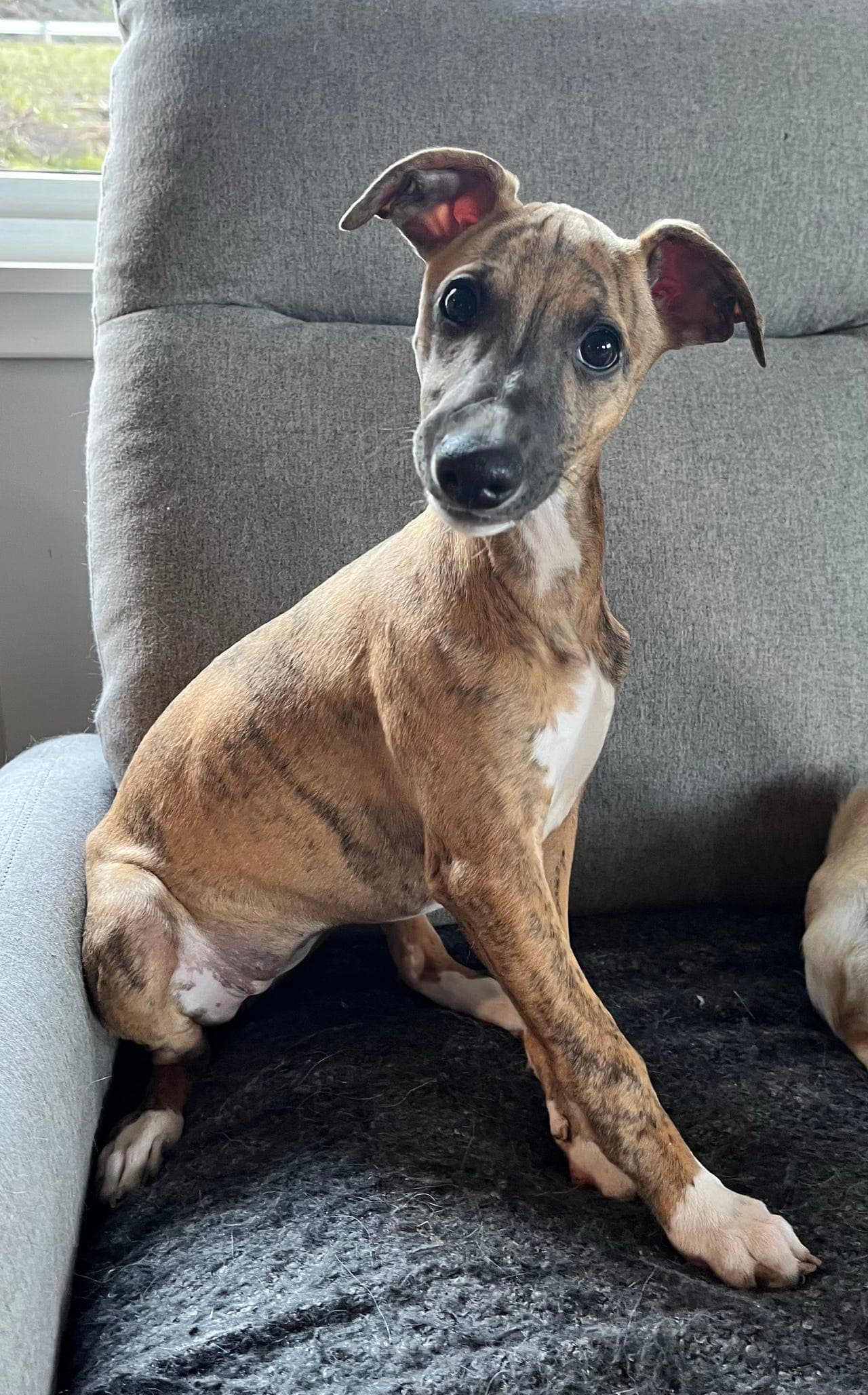 Vi har en nydelig Whippet tispe som selges
