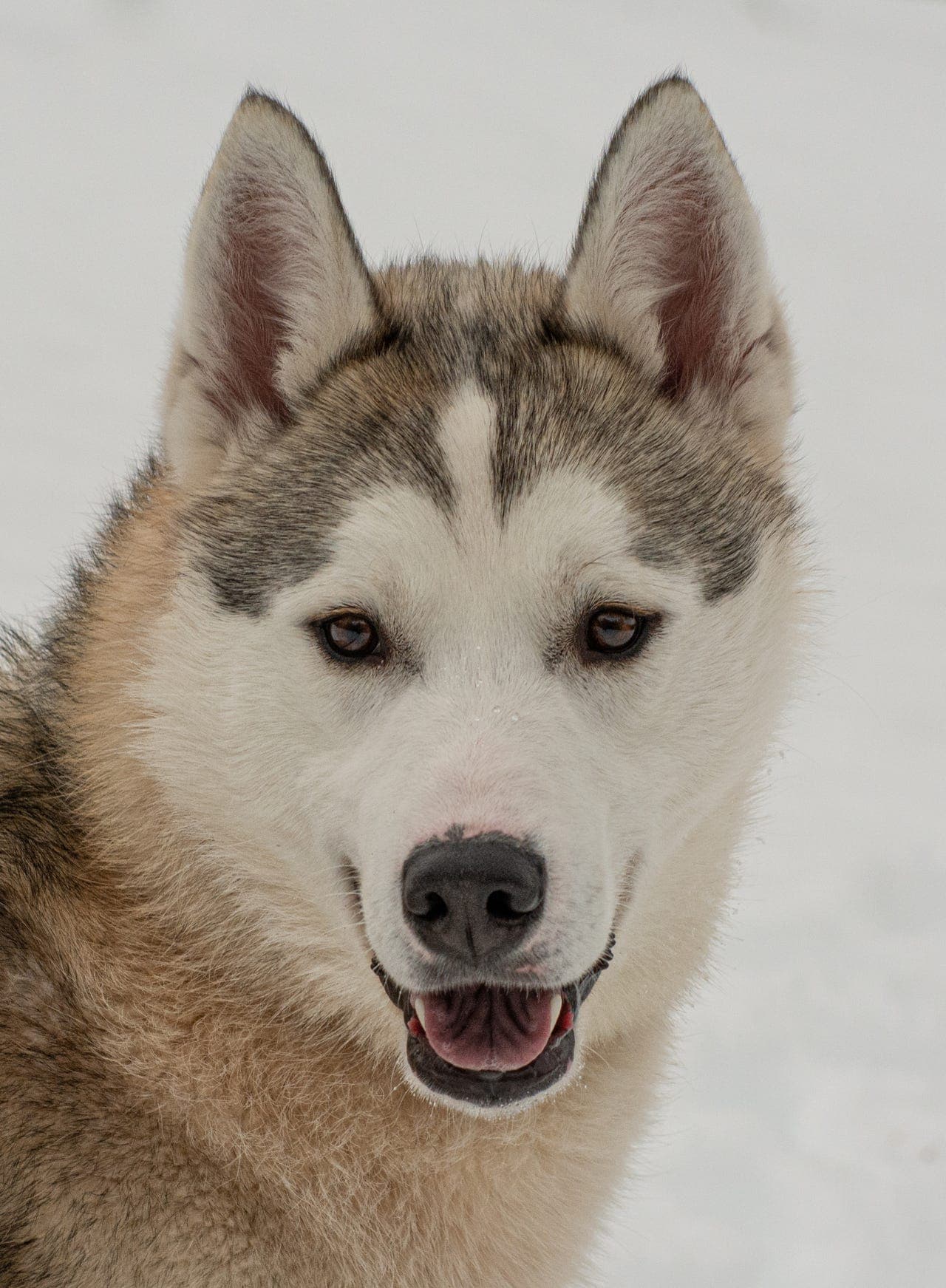 Omplassering Siberian Huskey