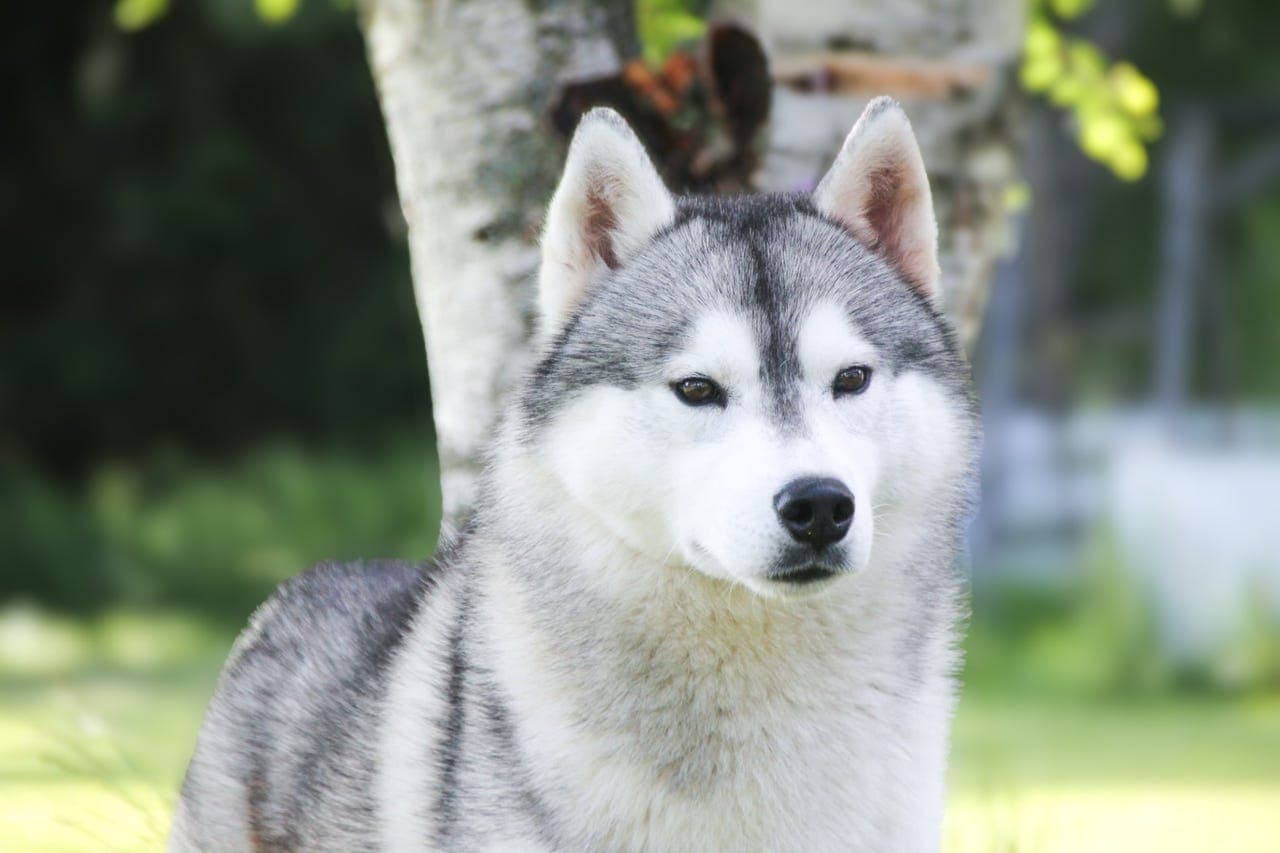 3 års Siberian Husky hannhund