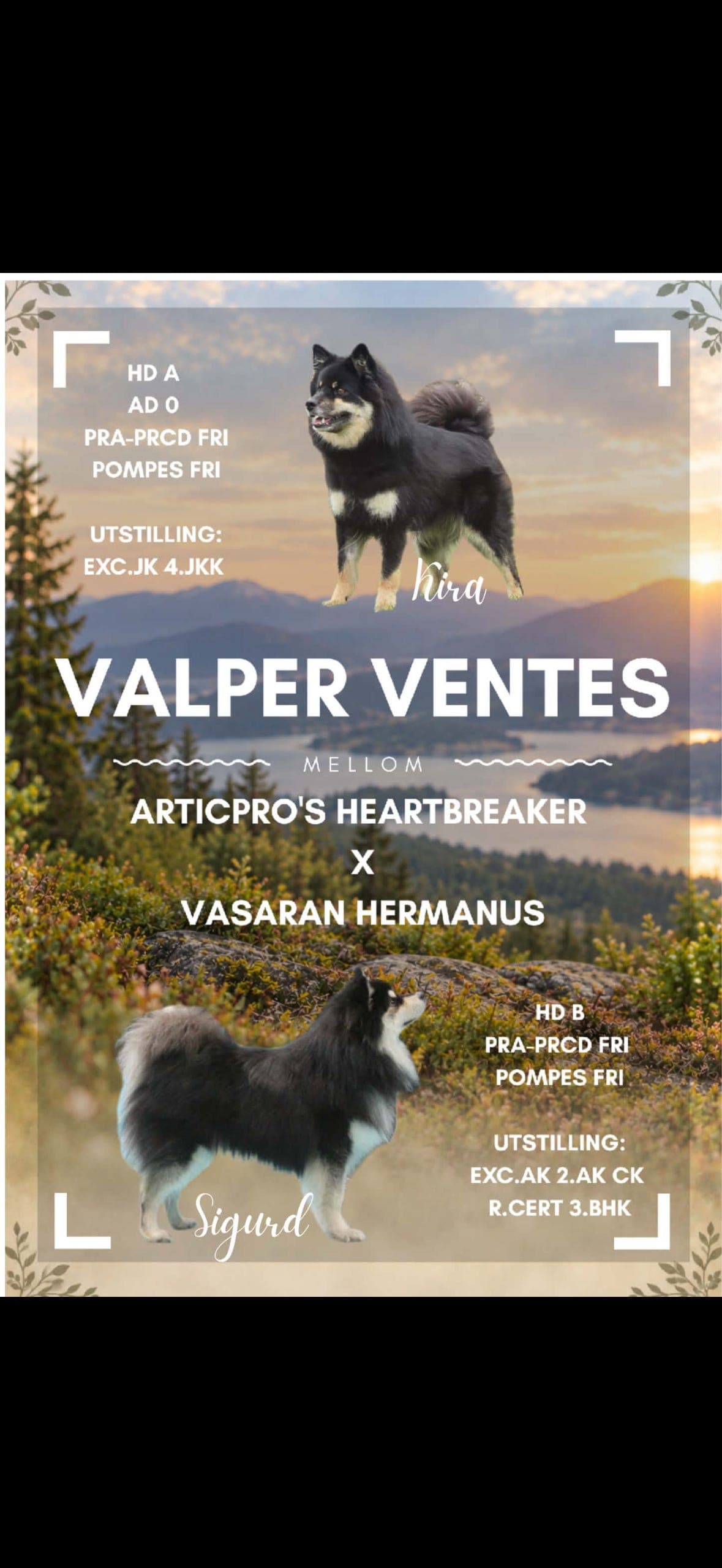 Finsk lapphund valper