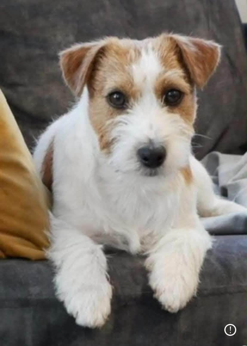 Kjærlig fôrhjem søkes til en hærlig Jack Russell terrier tispe