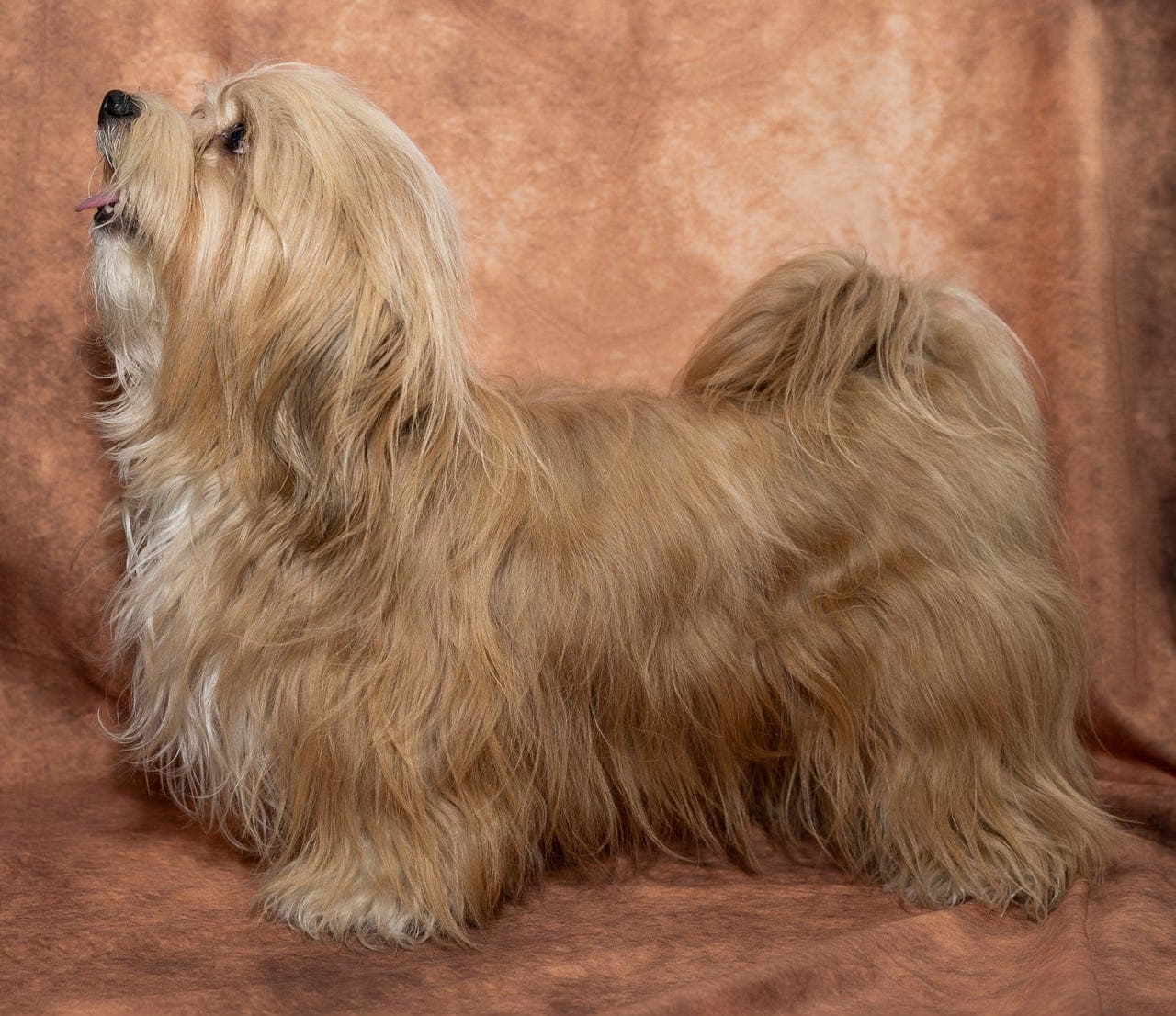 Bichon havanais – planlagt kull november 2026