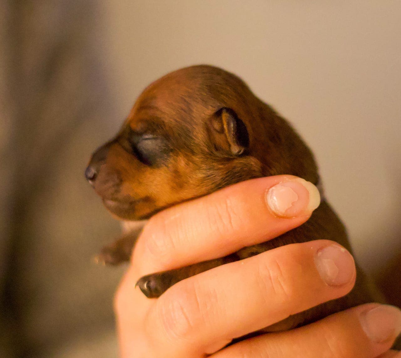 Dvergpinscher valper født 🩷🩷🩷🩷🩵
