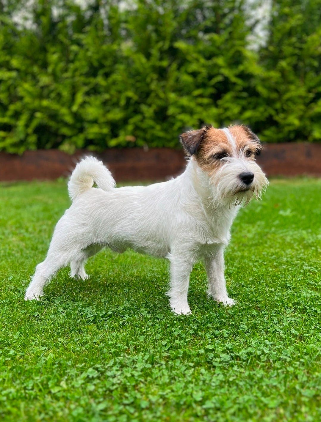 Fôrvert søkes til Jack Russell terrier hannhund