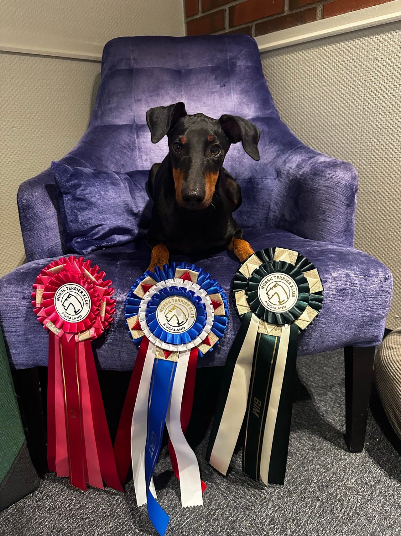 Godgutten Aeros søker sitt kjærlige og varige hjem! 🐾