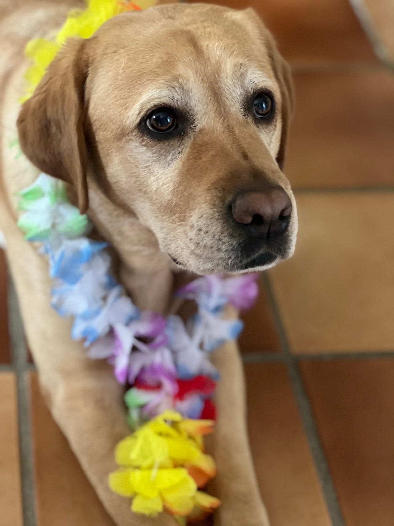 Vil du passe Labradoren Mirai i 2 måneder?