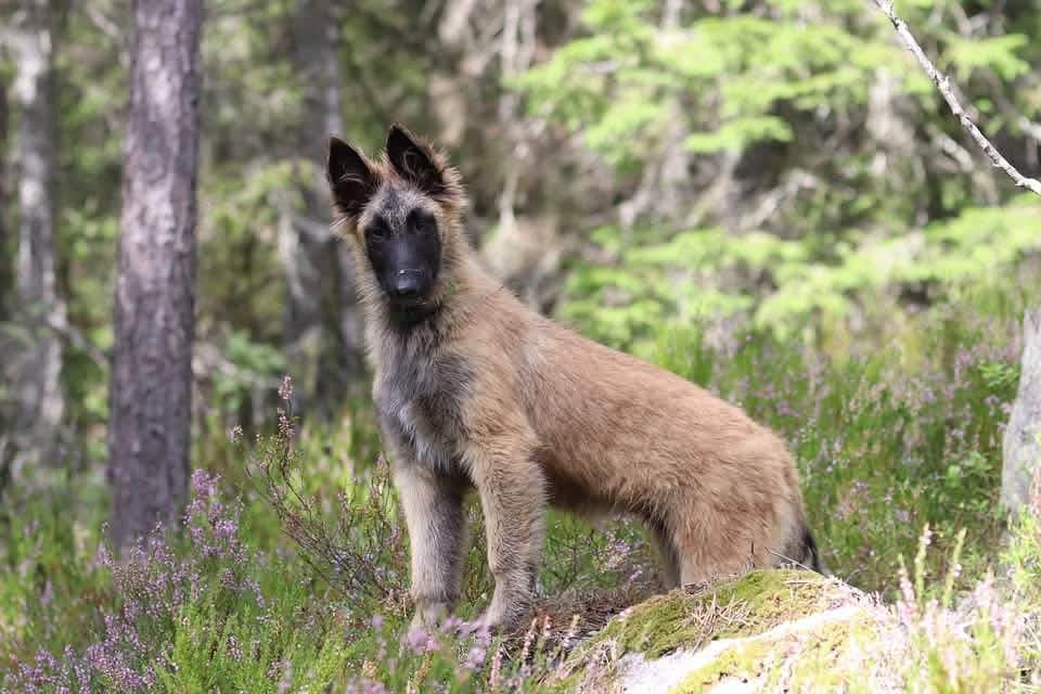 Belgisk Fårehund Tervueren