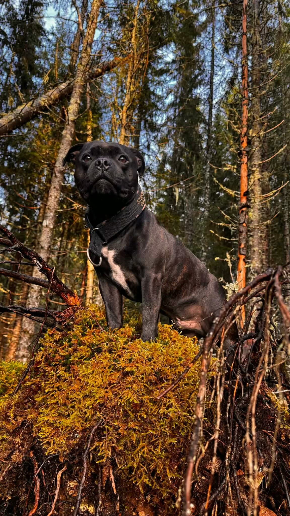 Staffordshire bullterrier