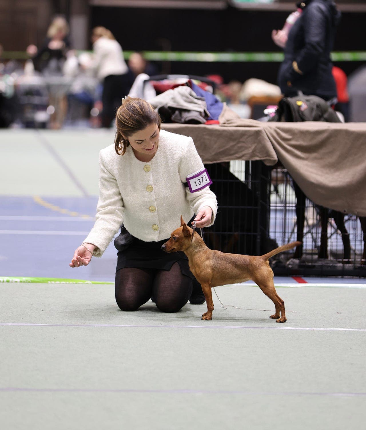Søker fôrvert til to dvergpinscher tisper. En rød og en b&t